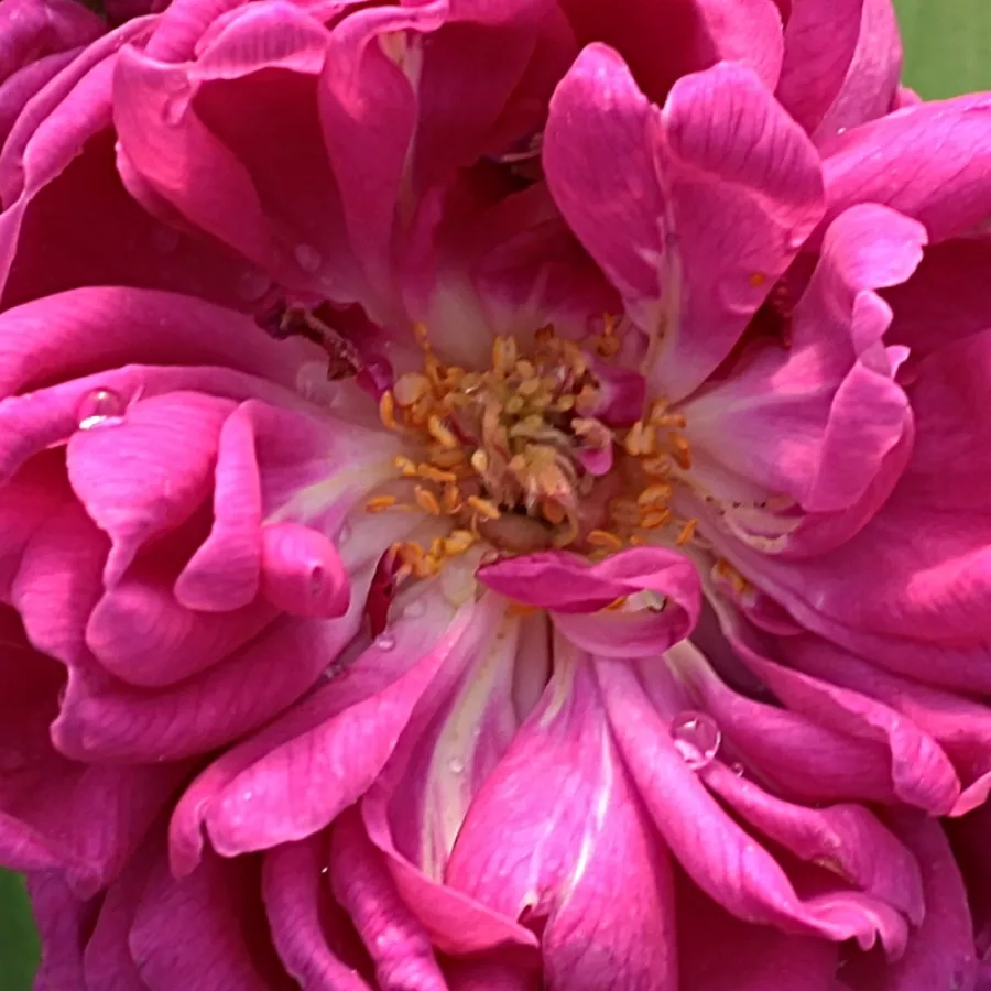 Portland, Damask, Damask Perpetual, Shrub - Rózsa - Rose de Resht - Online rózsa rendelés