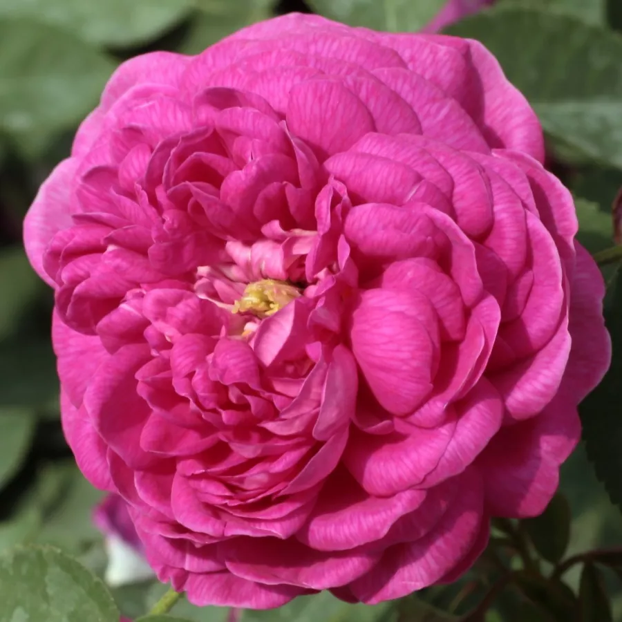 Fialová - Růže - Rose de Resht - 