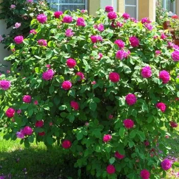 Fioletowo-czerwony - róża pienna - Róże pienne - z kwiatami róży angielskiej