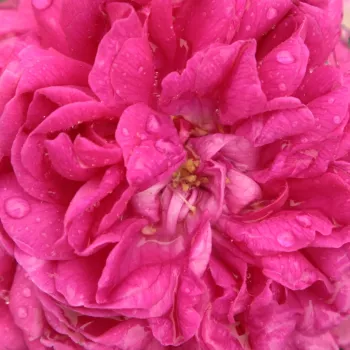 Růže eshop - fialová - Historické růže - Portlandské růže - Rose de Resht - intenzivní