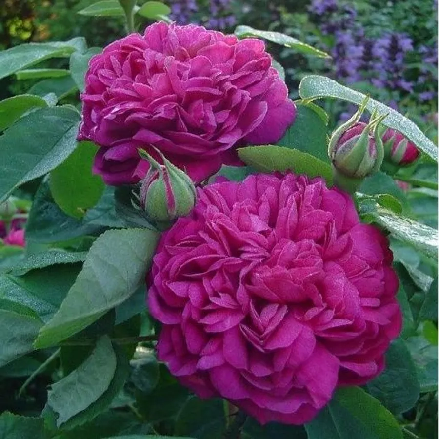 Historyczna - róża portland - Róża - Rose de Resht - sadzonki róż sklep internetowy - online