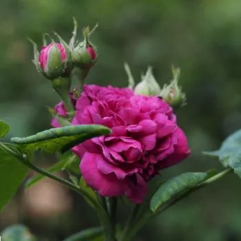 Rosa Rose de Resht - violets - vēsturiskā- portlandas roze