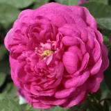 Portlandrosen - violett - Rosa Rose de Resht - stark duftend