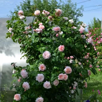 Világos rózsaszín - climber, futó rózsa   (200-300 cm)