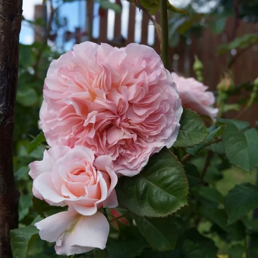 Roz - Trandafiri - Rose de Tolbiac® - Trandafiri online