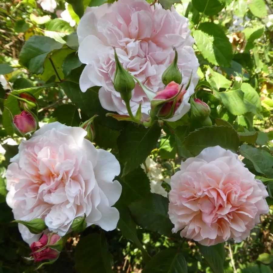 Fără parfum - Trandafiri - Rose de Tolbiac® - Trandafiri online