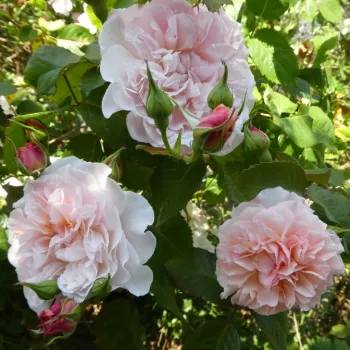 Rosa Rose de Tolbiac® - ružová - climber, popínavá ruža