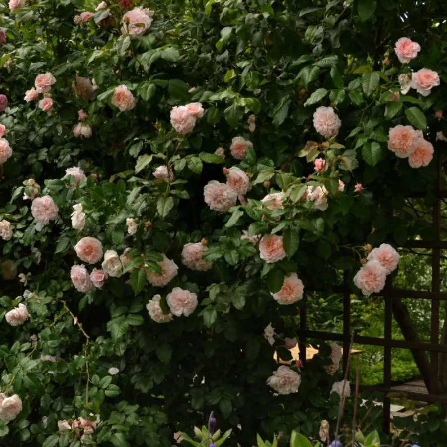 KORcaseipp - Rosa - Rose de Tolbiac® - Produzione e vendita on line di rose da giardino