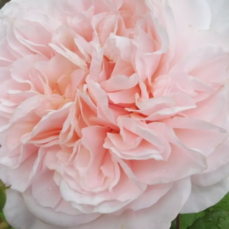 Climber, Large-Flowered Climber - Roza - Rose de Tolbiac® - Na spletni nakup vrtnice