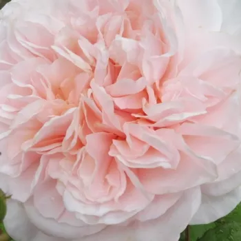 Ružová - školka - eshop  - climber, popínavá ruža - ružová - bez vône - Rose de Tolbiac® - (200-300 cm)