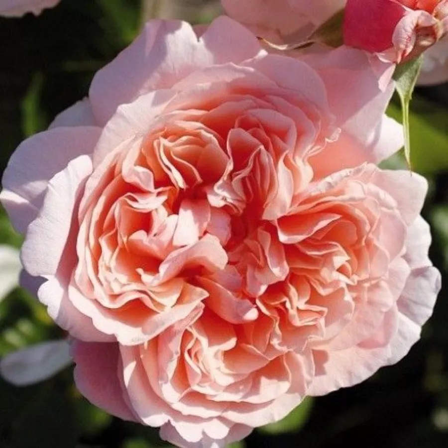 Roz - Trandafiri - Rose de Tolbiac® - 