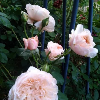 Rosa Rose de Tolbiac® - roz - trandafiri pomisor - Trandafir copac cu trunchi înalt – cu flori tip trandafiri englezești