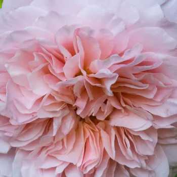 Comanda trandafiri online - roz - fără parfum - Trandafiri climber - Rose de Tolbiac® - (200-300 cm)