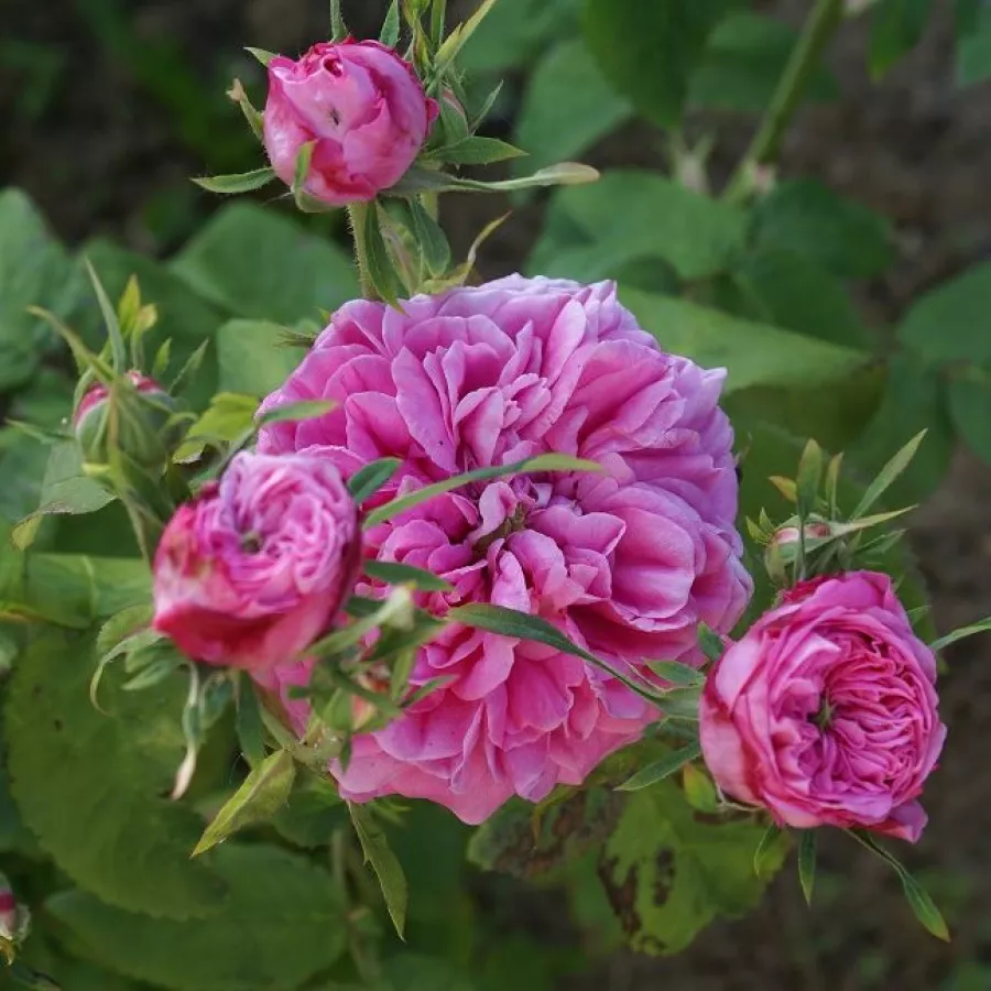 Ružová - Ruža - Rose des Peintres - Ruže - online - koupit
