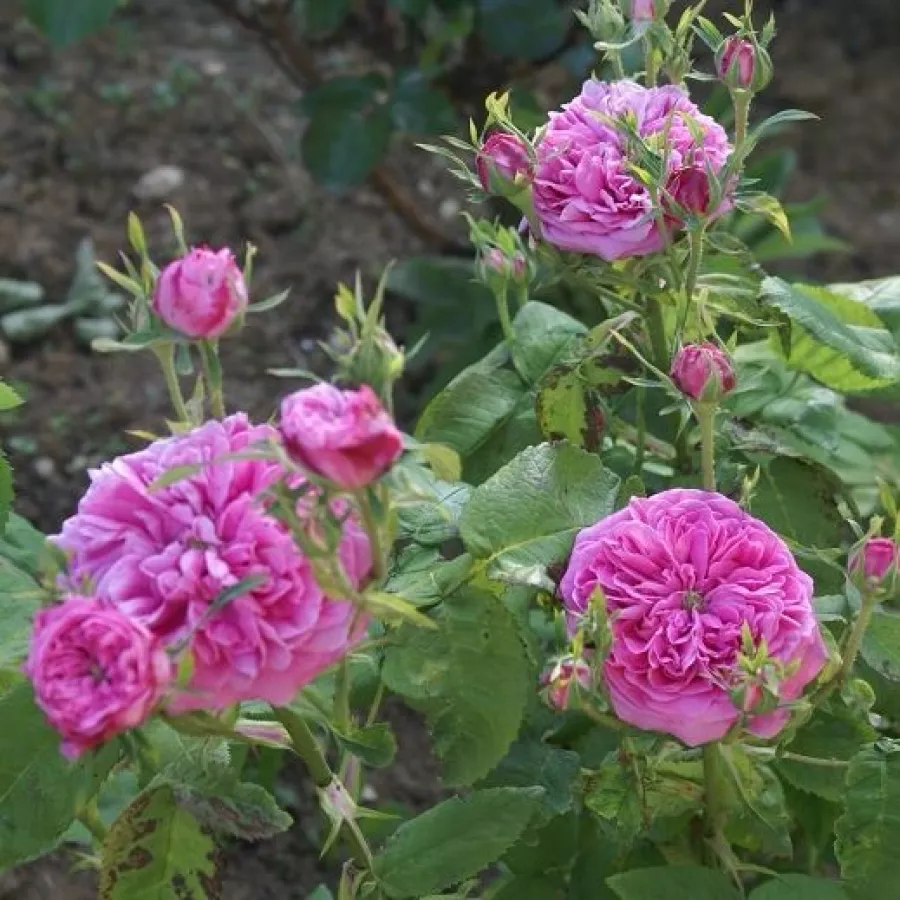 - - Rosa - Rose des Peintres - Produzione e vendita on line di rose da giardino