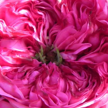 Online rózsa vásárlás - történelmi - centifolia rózsa - rózsaszín - intenzív illatú rózsa - barack aromájú - Rose des Peintres - (160-180 cm)