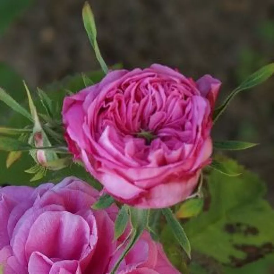 árbol de rosas inglés- rosal de pie alto - Rosa - Rose des Peintres - rosal de pie alto