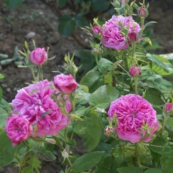 Rózsaszín - történelmi - centifolia rózsa - intenzív illatú rózsa - barack aromájú