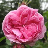 Centifolia ruža - ružová - Rosa Rose des Peintres - intenzívna vôňa ruží - broskyňová aróma