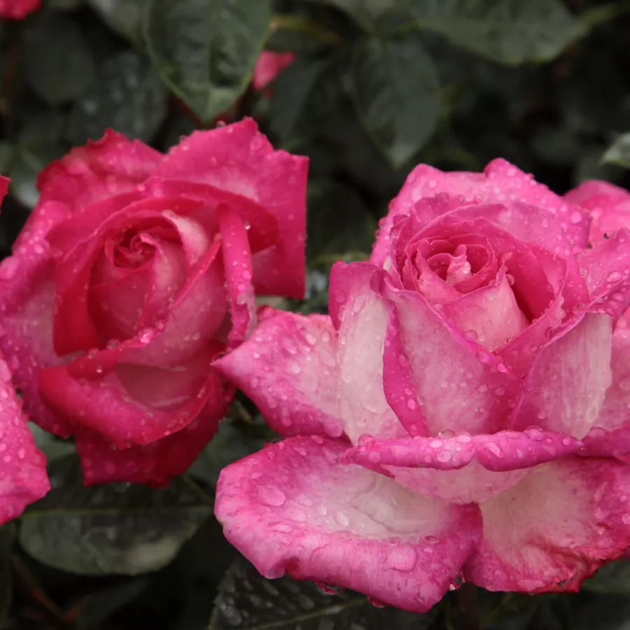 Ružová - Ruža - Rose Gaujard - Ruže - online - koupit