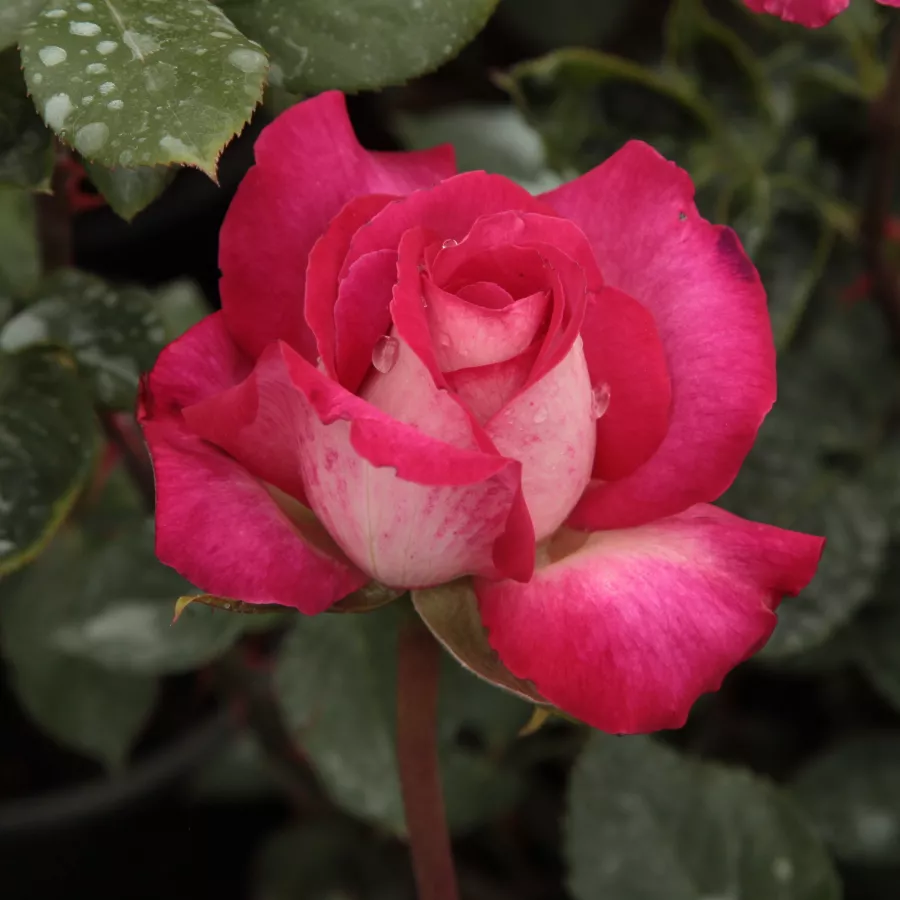 Diskreten vonj vrtnice - Roza - Rose Gaujard - Na spletni nakup vrtnice