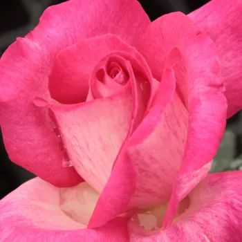 Online rózsa kertészet - teahibrid rózsa - rózsaszín - diszkrét illatú rózsa - -- - Rose Gaujard - (100-120 cm)