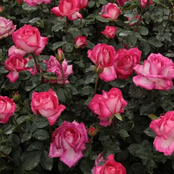 Karminowy, druga strona płatków bledsza, posiada srebrny odcień - róża pienna - Róże pienne - z kwiatami hybrydowo herbacianymi