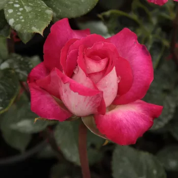 Rosa Rose Gaujard - ružová - stromčekové ruže - Stromkové ruže s kvetmi čajohybridov