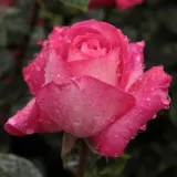 Teehybriden-edelrosen - diskret duftend - rosa - Rosa Rose Gaujard