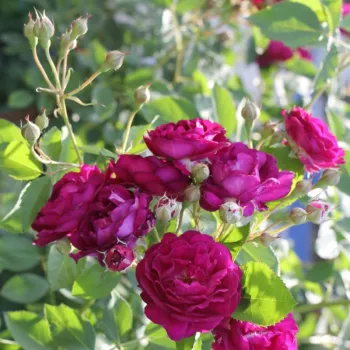 Rosa Rosengarten Zweibrücken - morado - rosales trepadores