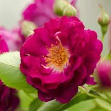 Morado - rosal de pie alto - árbol de rosas de flores en grupo - rosal de pie alto - Rosa Rosengarten Zweibrücken - rosa de fragancia intensa - almizcle
