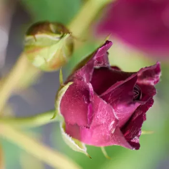 Rosa Rosengarten Zweibrücken - lila - csokros virágú - magastörzsű rózsafa