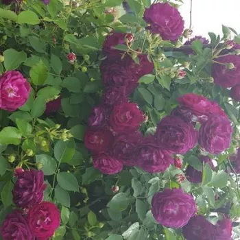 Lila - rózsaszín árnyalat - csokros virágú - magastörzsű rózsafa - intenzív illatú rózsa - pézsma aromájú