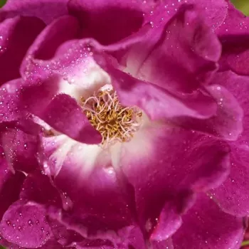 Rózsák webáruháza. - lila - intenzív illatú rózsa - pézsma aromájú - Rosengarten Zweibrücken - climber, futó rózsa - (220-250 cm)