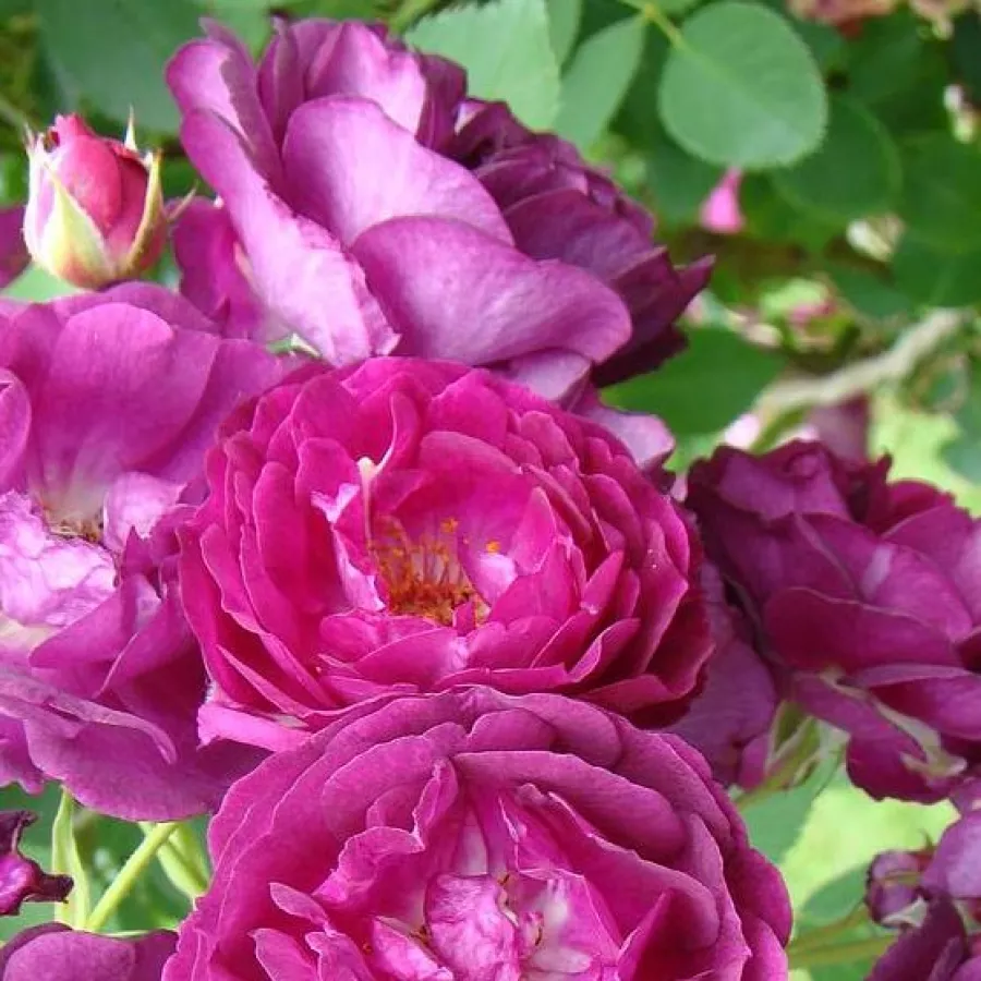 Climber, vrtnica vzpenjalka - Roza - Rosengarten Zweibrücken - vrtnice - proizvodnja in spletna prodaja sadik
