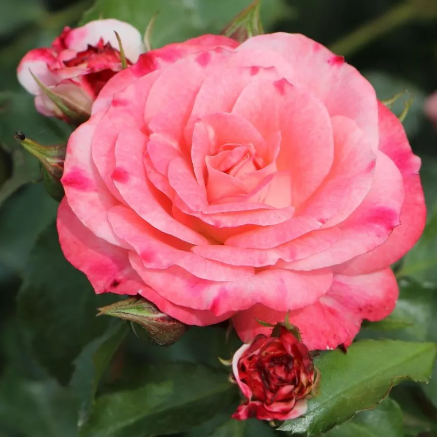 Virágágyi floribunda rózsa - Rózsa - Rosenstadt Freising ® - Online rózsa rendelés