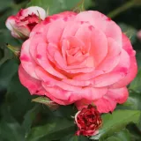 Rose Polyanthe - bianco - rosa - rosa non profumata - Rosa Rosenstadt Freising ® - Produzione e vendita on line di rose da giardino