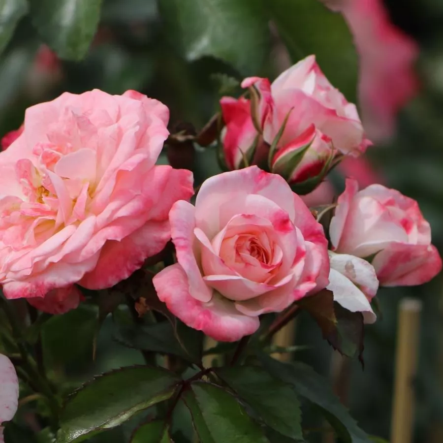 Biela - ružová - Ruža - Rosenstadt Freising ® - Ruže - online - koupit
