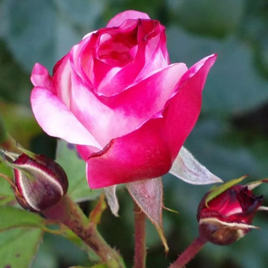 Csokros virágú - magastörzsű rózsafa - Rózsa - Rosenstadt Freising ® - Kertészeti webáruház
