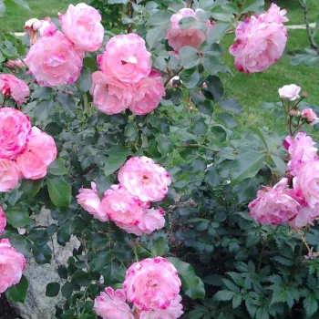 Biela - ružová - stromčekové ruže - Stromkové ruže, kvety kvitnú v skupinkách