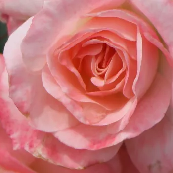 Ruže - eshop  - biela - ružová - stromčekové ruže - Stromkové ruže, kvety kvitnú v skupinkách - Rosenstadt Freising ® - bez vône