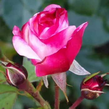 Rosa Rosenstadt Freising ® - blanche - rose - Fleurs groupées en bouquet - rosier à haute tige - buissonnant