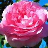 Rózsaszín - angol rózsa - Online rózsa vásárlás - Rosa Ausbord - intenzív illatú rózsa - pézsma aromájú