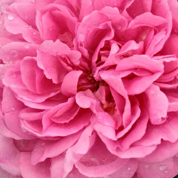 Online rózsa kertészet - rózsaszín - angol rózsa - Ausbord - intenzív illatú rózsa - pézsma aromájú - (100-180 cm)