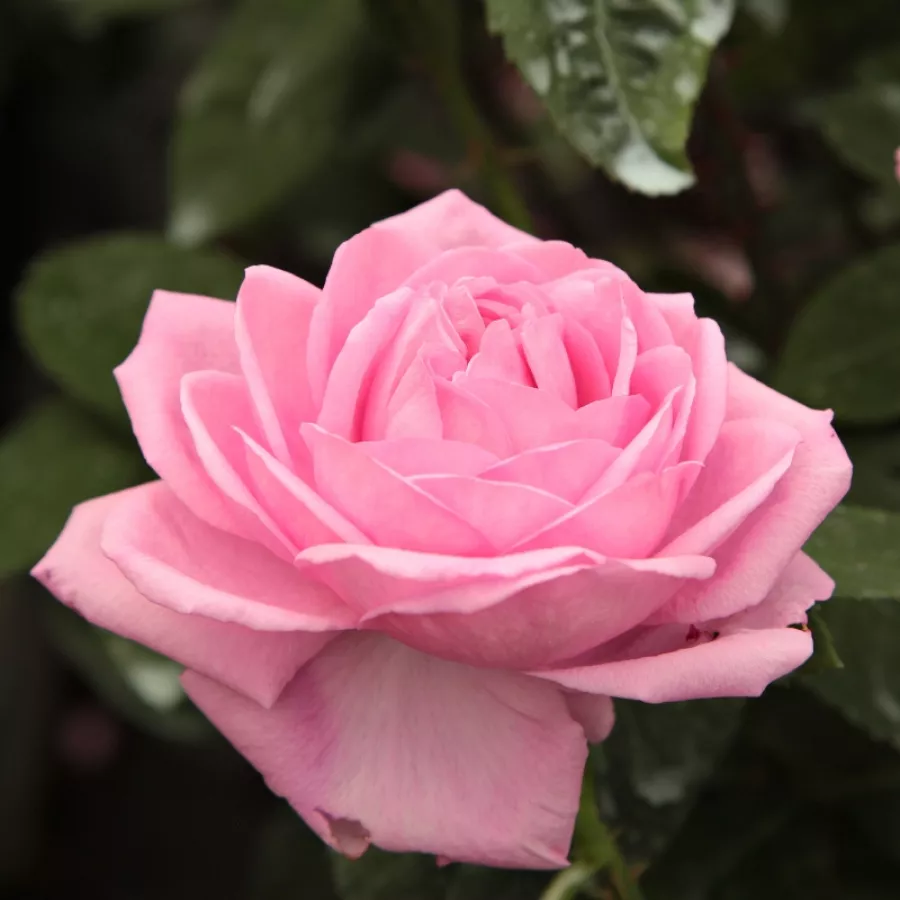 Rosales ingleses - Rosa - Ausbord - Comprar rosales online