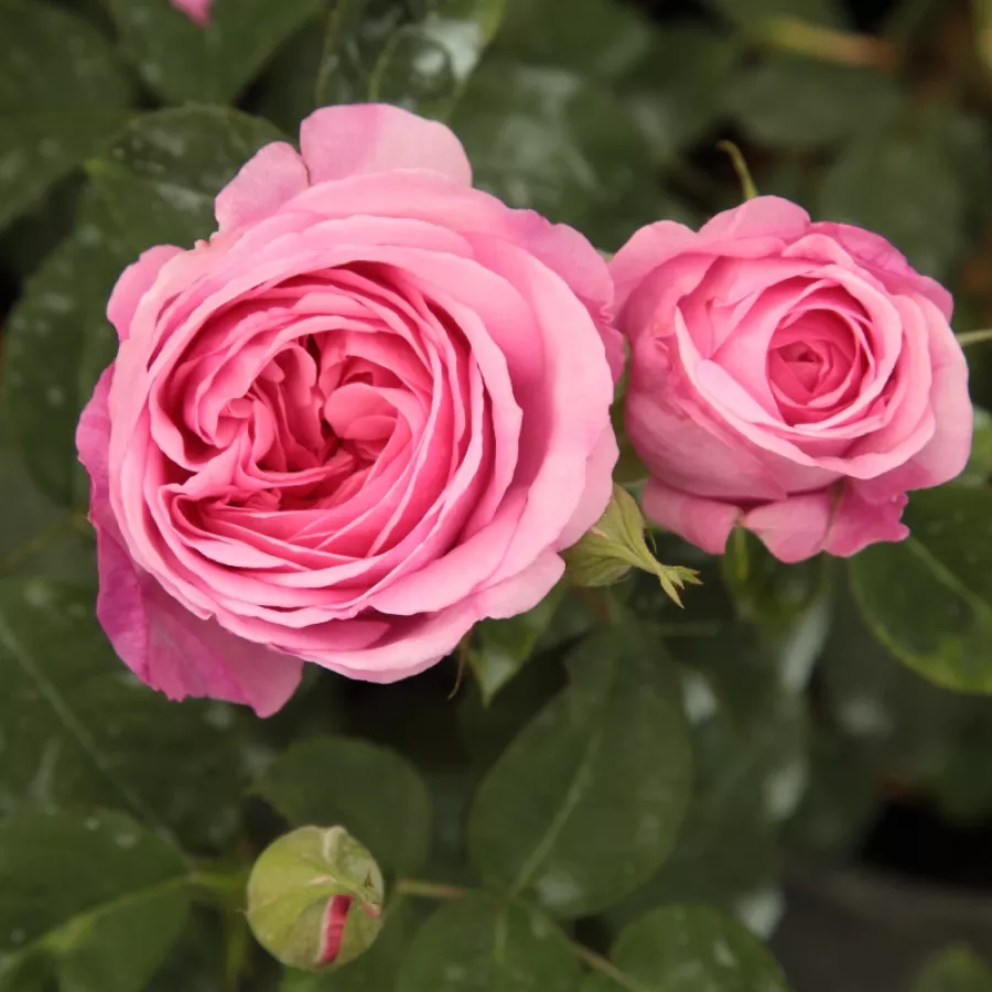 Roz - Trandafiri - Ausbord - Trandafiri online