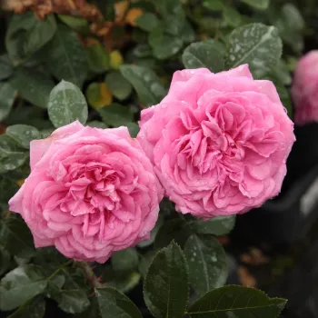 Rosa Ausbord - ružová - anglická ruža