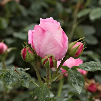 Ružičasta - Engleska ruža   (100-180 cm)