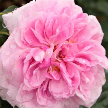 Rosen Shop - englische rosen - rosa - Rosa Ausbord - stark duftend - David Austin - Nach der Sorte Evelyn hat  diese englische Rose den zweit intensivsten Duft.