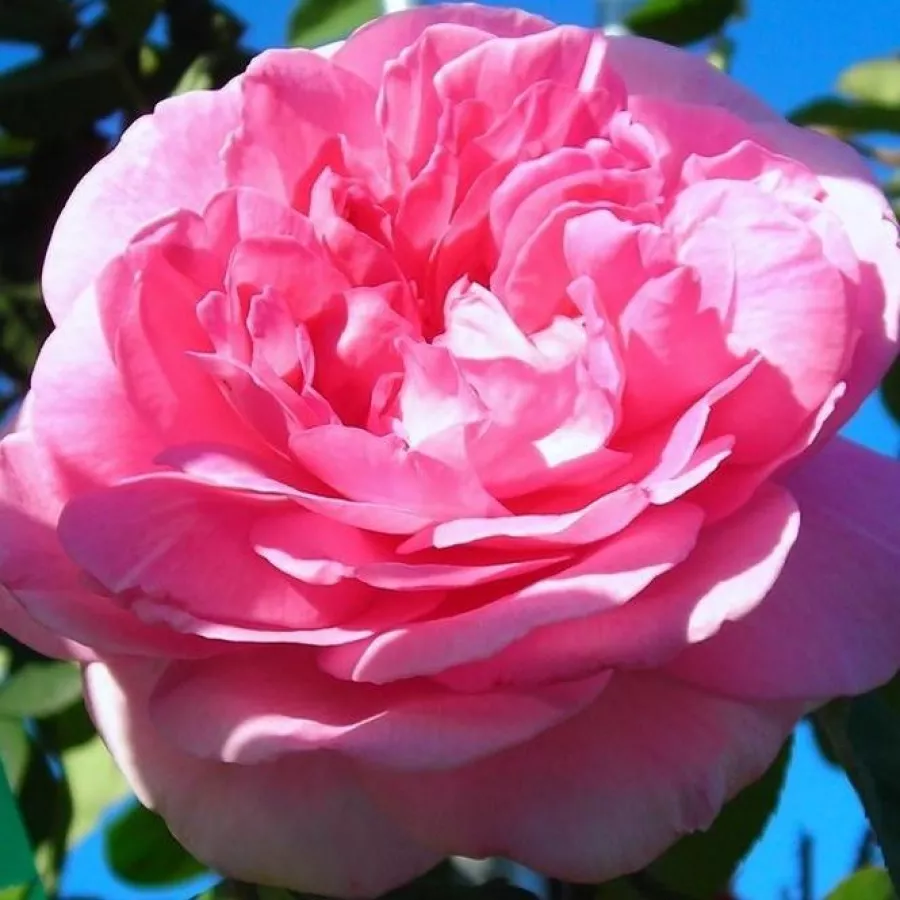 Rosa - Rosa - Ausbord - rosal de pie alto